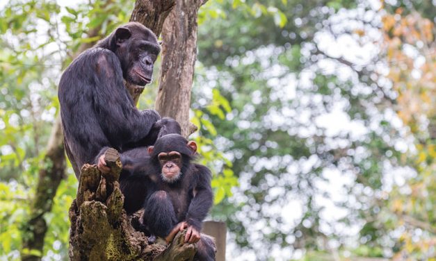 ENVIRONMENTAL: African Great Ape Extinction