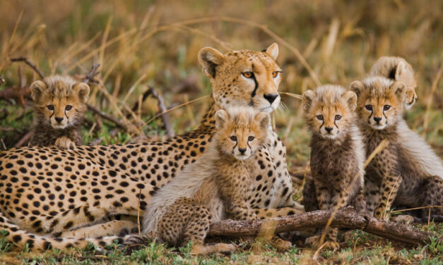 ENVIRONMENTAL: Endangered Cheetah