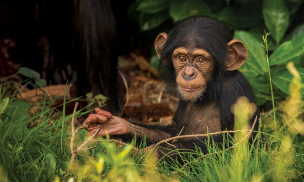 ENVIRONMENTAL: Liberia Chimpanzee Rescue & Protection