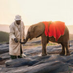 ENVIRONMENT: Baby Elephants