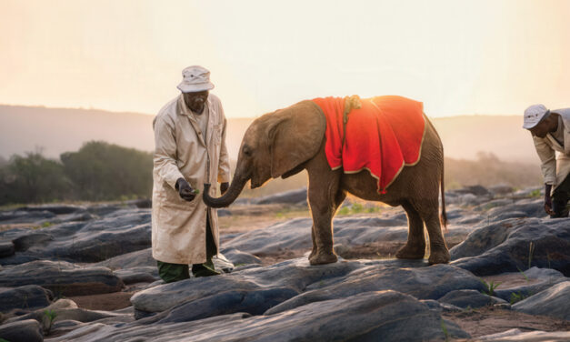 ENVIRONMENT: Baby Elephants